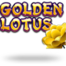 Lotus D'Or